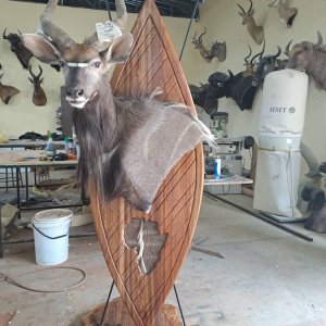 Nyala African Shield Mount Taxidermy