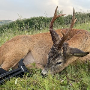 Roe Deer Hunt Romania