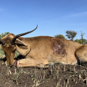 East African Bohor Reedbuck Hunt Uganda