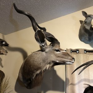 Kudu Wall Pedestal Mount Taxidermy