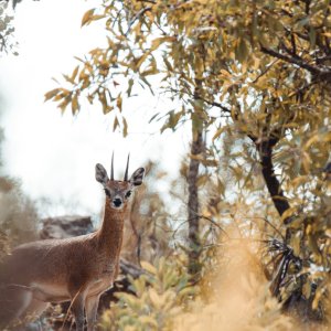 Klipspringer Limpopo South Africa