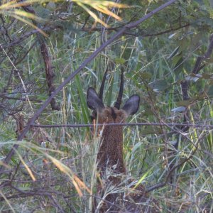 Klipspringer Limpopo South Africa