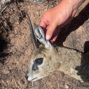 Klipspringer Hunt Limpopo South Africa