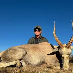 White Blesbok Hunt South Africa