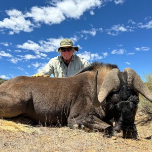 Black Wildebeest Hunt South Africa