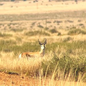 Springbok South Africa