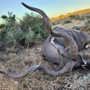 Kudu Hunt South Africa