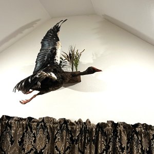 Spur-Winged Goose Full Mount Taxidermy