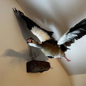 Spur-Winged Goose Full Mount Taxidermy