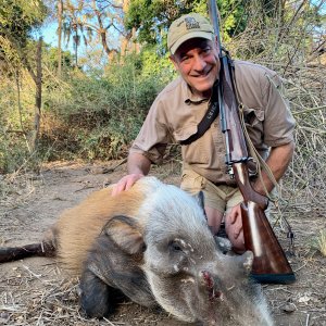 Bushpig Hunt