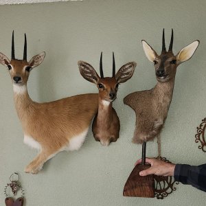 Oribi Wall Pedestal Mount, Steenbok Shoulder Mount & Duiker Pedestal Mount Taxidermy