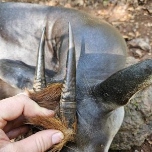 Yellow-Backed Duiker Hunt Central African Republic