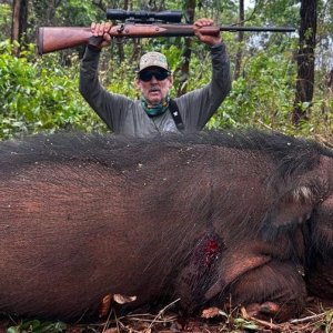 Giant Forest Hog Hunt Central African Republic