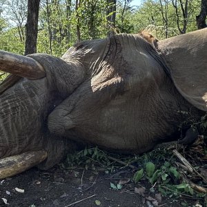 Elephant Hunting Zimbabwe