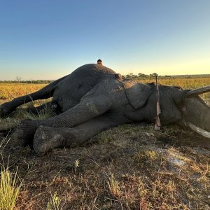 Elephant Hunt Zimbabwe