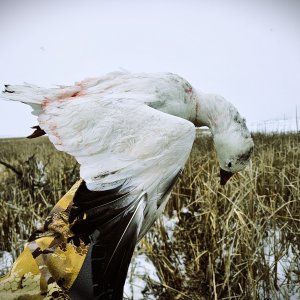 Ross Goose Hunt South Dakota