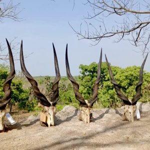 Lord Derby Eland Skulls