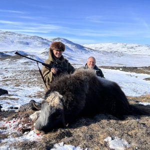 Muskox Hunting Greenland