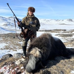 Muskox Hunting Greenland