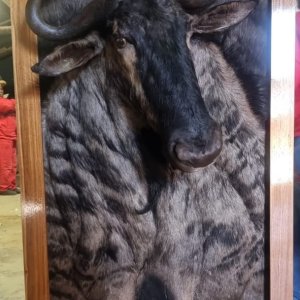 Blue Wildebeest 3D Mount Taxidermy