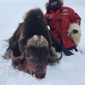 Muskox Hunt Nunavut Canada