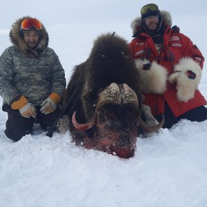 Muskox Hunt Nunavut Canada