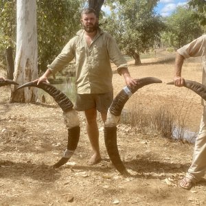 Water Buffalo Tusks Australia