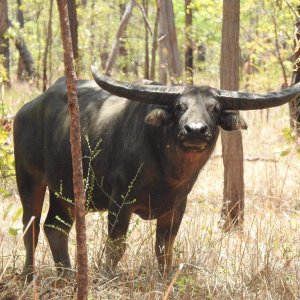 Water Buffalo Australia