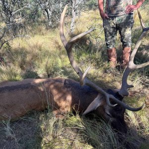 Red Stag Hunting Argentina