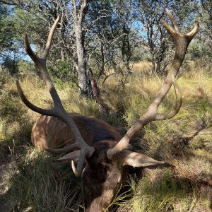 Red Stag Hunting Argentina