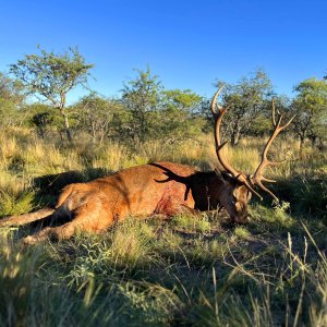 Red Stag Hunting Argentina