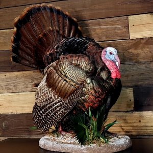 Turkey Mount Taxidermy