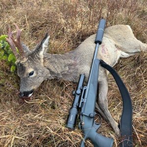 Roe Deer Hunt Scotland