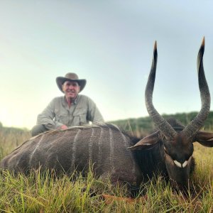 Nyala Hunt South Africa