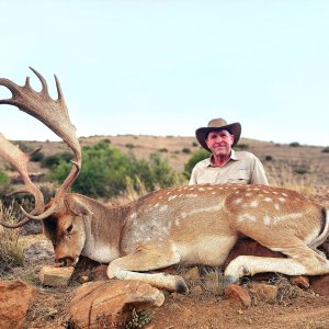 Fallow Deer Hunt South Africa