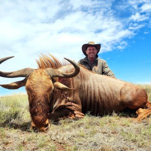 Golden Wildebeest Hunt South Africa