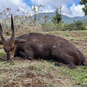 Menelik's Bushbuck Hunt Ethiopia