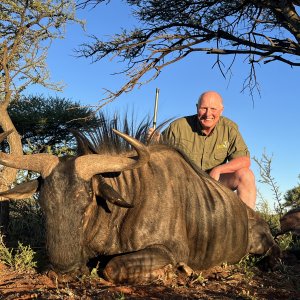 Blue Wildebeest Hunt South Africa