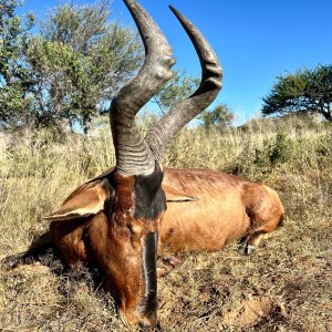 Red Hartebeest Hunt Namibia