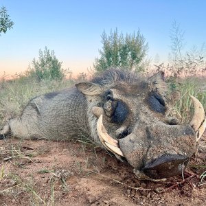 Warthog Hunt Namibia