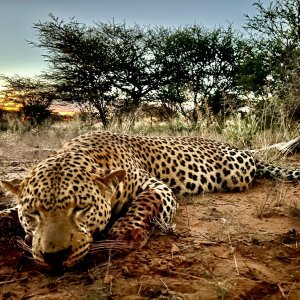 Leopard Hunt Namibia