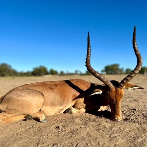 Impala Hunt Namibia