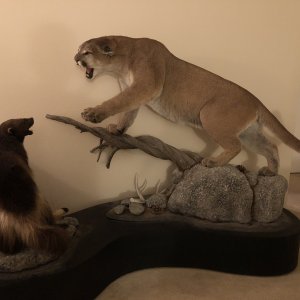 Mountain Lion Full Mount Taxidermy