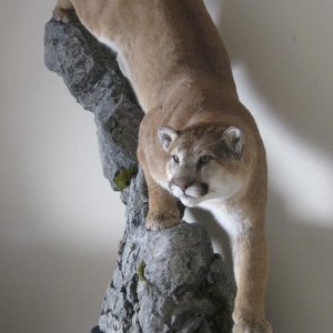 Mountain Lion Full Mount Taxidermy