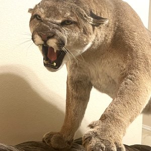 Mountain Lion Full Mount Taxidermy