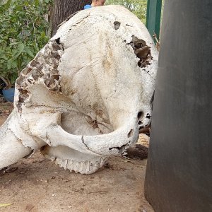 Halved Elephant Skull