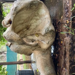 Halved Elephant Skull