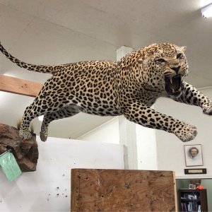 Leopard Full Mount Taxidermy