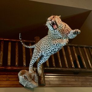 Leopard Full Mount Taxidermy