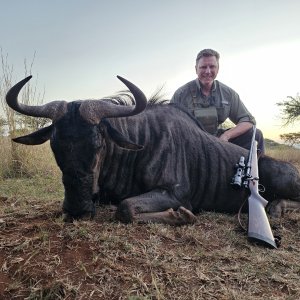 Blue Wildebeest Hunt South Africa